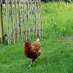 Bij De Vlaamse Schuur Apartamento *