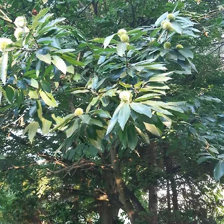 Apartament Bij De Vlaamse Schuur Wagenberg