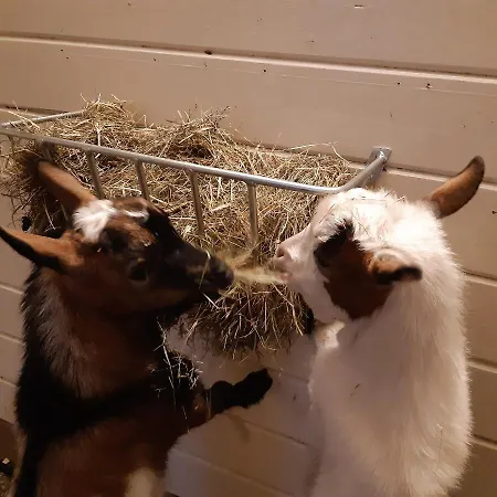 Bij De Vlaamse Schuur Wagenberg