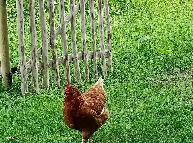 Bij De Vlaamse Schuur Apartment *