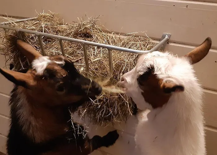 Bij De Vlaamse Schuur Wagenberg